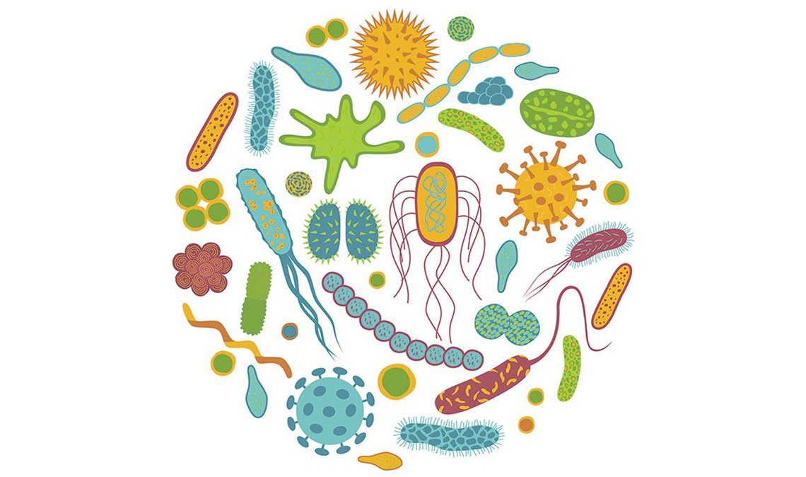 What are probiotics?